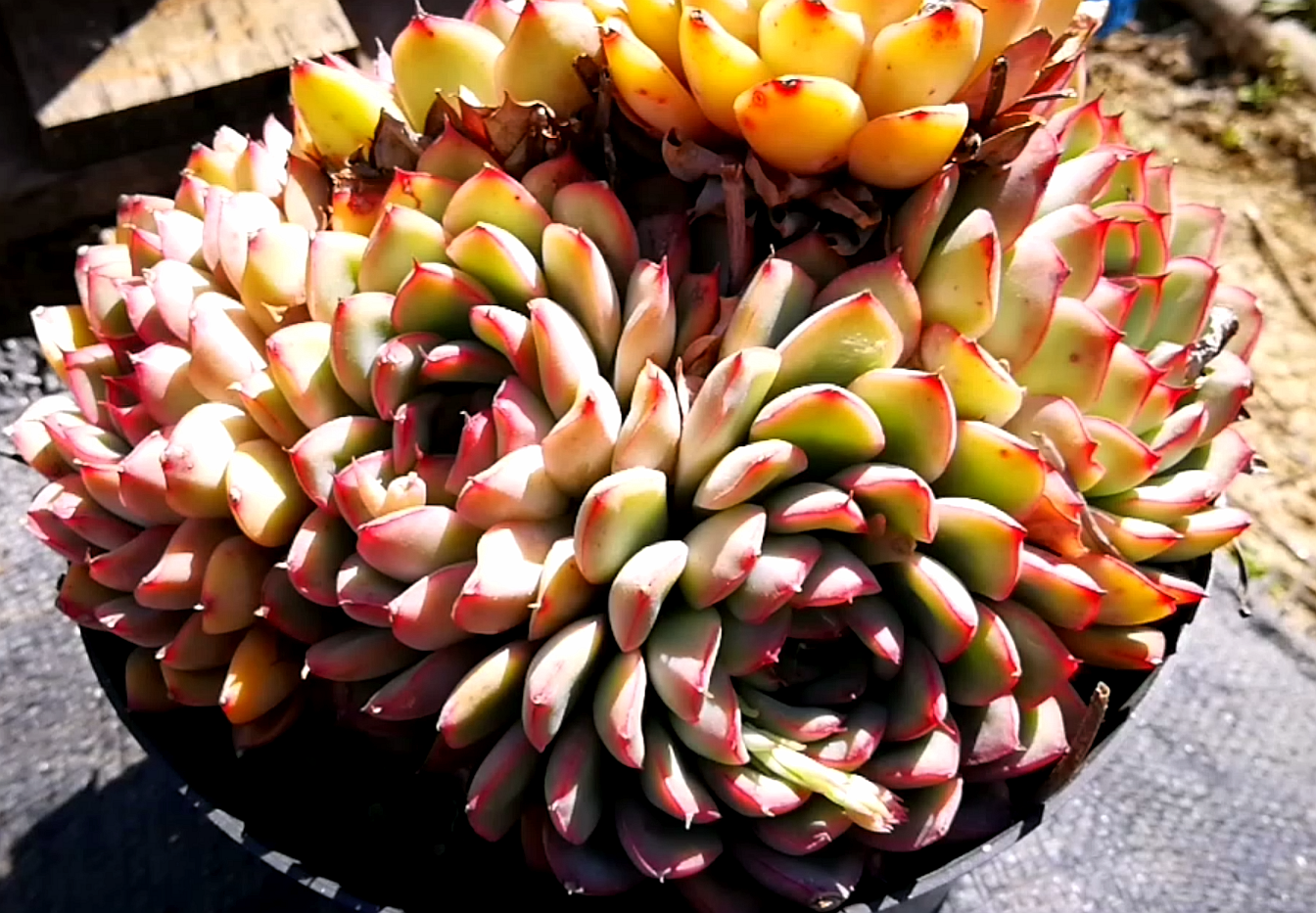 云南极品多肉植物:荷花爆盆,谁与争锋!