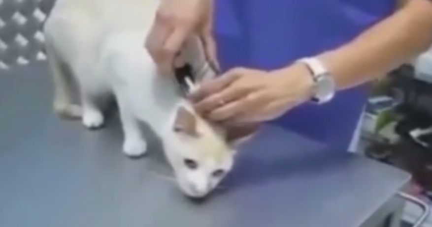 为什么掐住猫脖子后面的肉,猫就无法动了?今天告诉你答案!