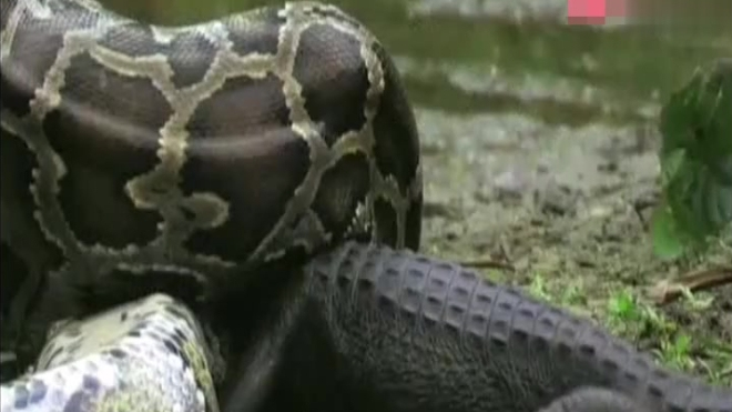 蟒蛇大战鳄鱼,刚美餐一顿,谁知下一秒自己成了鳄鱼的美食!