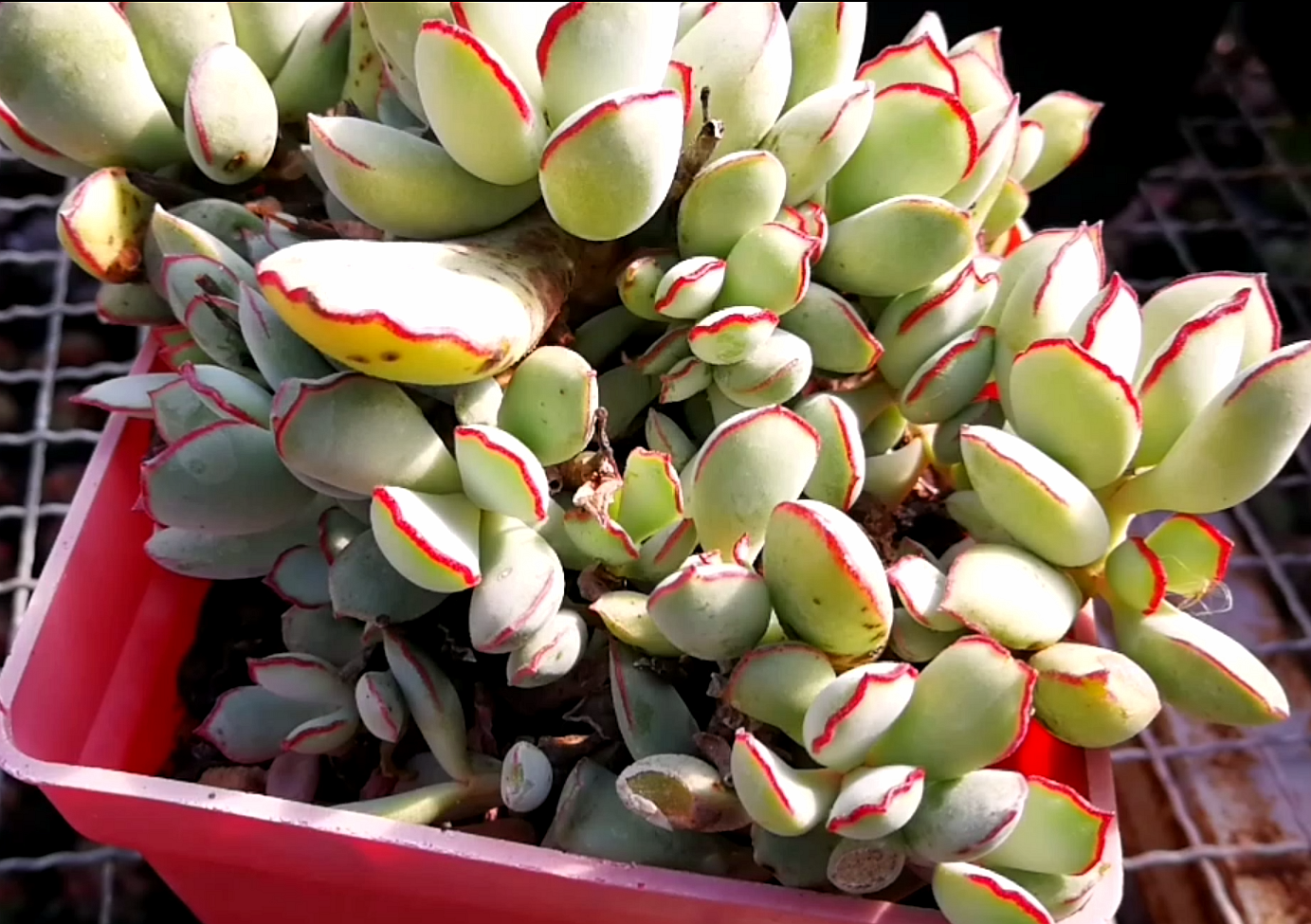 她和相思豆是亲戚,她就是迷人的巧克力线!