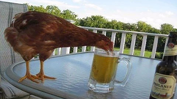 给大公鸡喝酒,结果喝醉了!太搞笑了