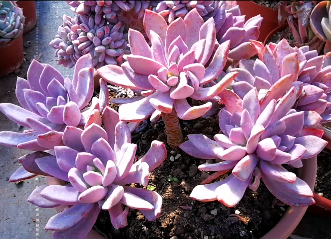 紫色系的多肉植物灰姑娘,你值得拥有!