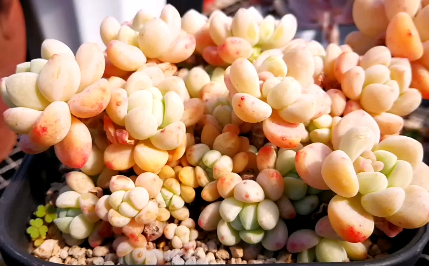 用万象盆种罗琦,真的不输很多高大上的花盆!