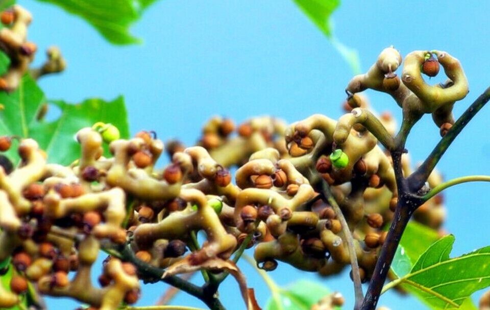 农村长得像鸡爪的野果,但它却隐藏千万价值,被城里人当宝一样!