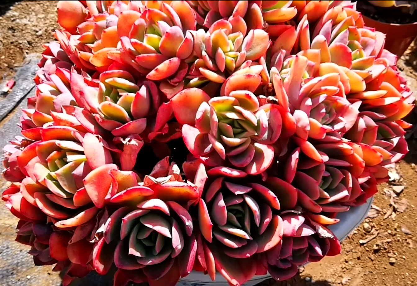 云南极品多肉植物:美丽的花儿来迎春!