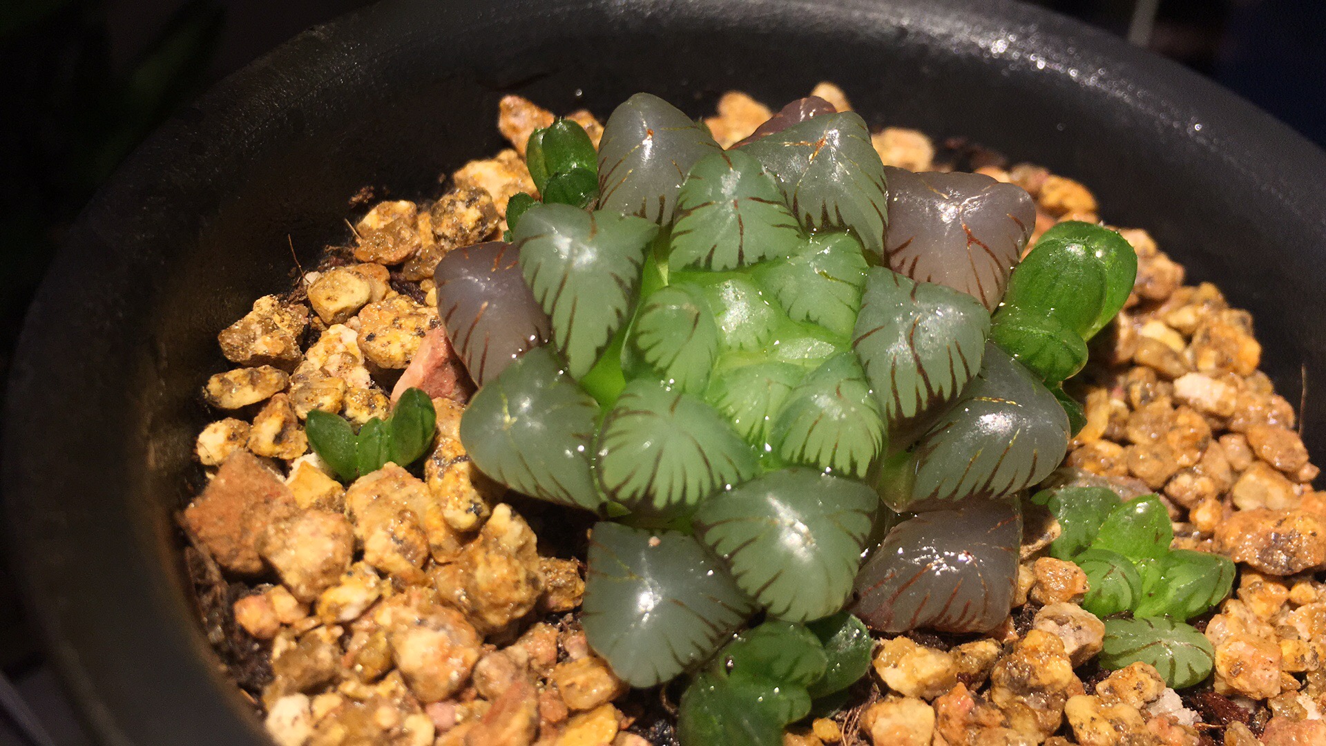 红丝玉露多肉植物根系出现问题,快速解决办法