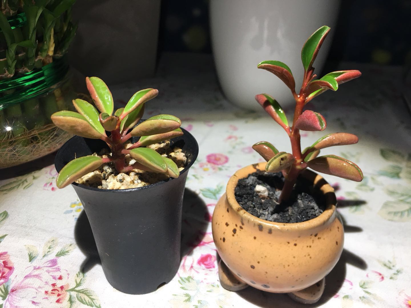 多肉因徒长砍头扦插生根服盆后,还要这么做才算完美