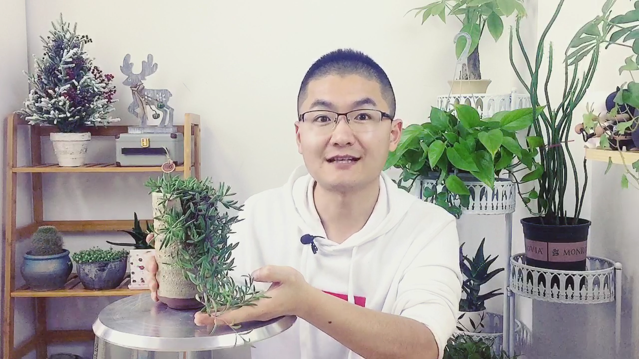 最容易爆满花盆的多肉植物,只用了两个月就长成了瀑布