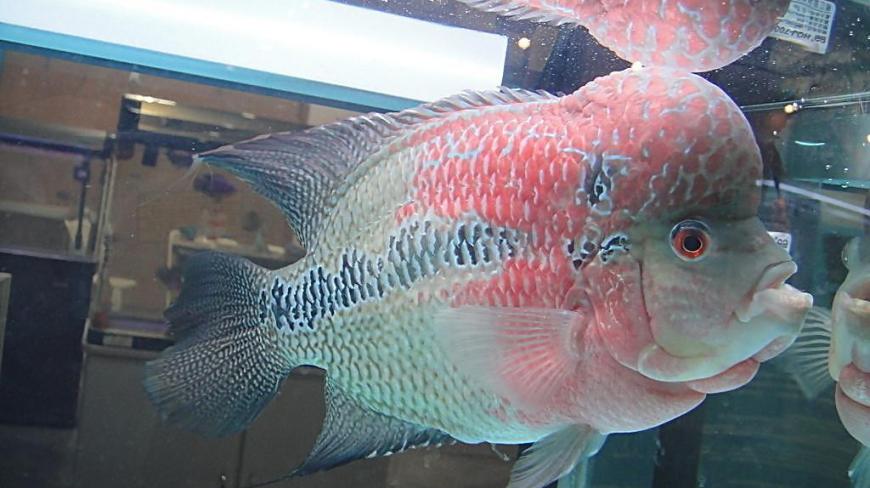 网友的罗汉鱼头已经和嘴长平了,互动性也很好