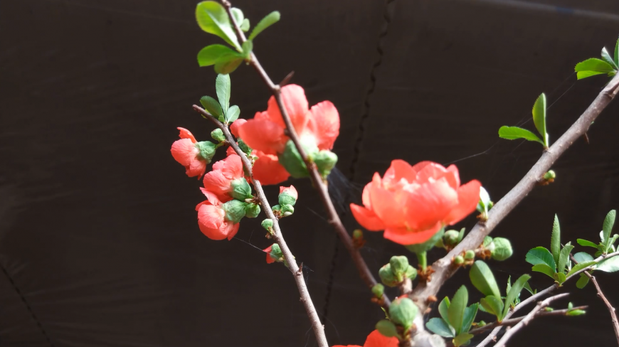 海棠养护的入门知识,简单几招,让海棠花朵娇艳动人