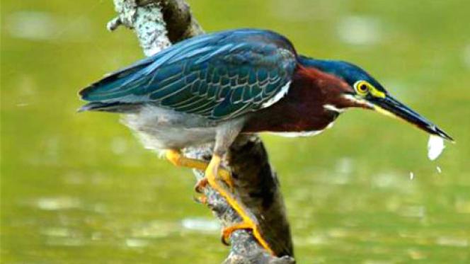 人钓鱼不稀奇,鸟儿钓鱼见过没!真是开眼界了!