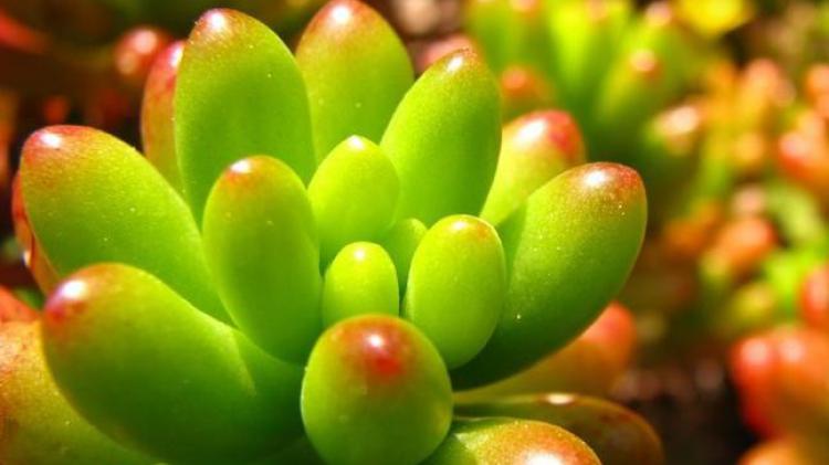 肉嘟嘟的虹之玉,看着就想吃掉,做好这几点,就等着爆盆吧