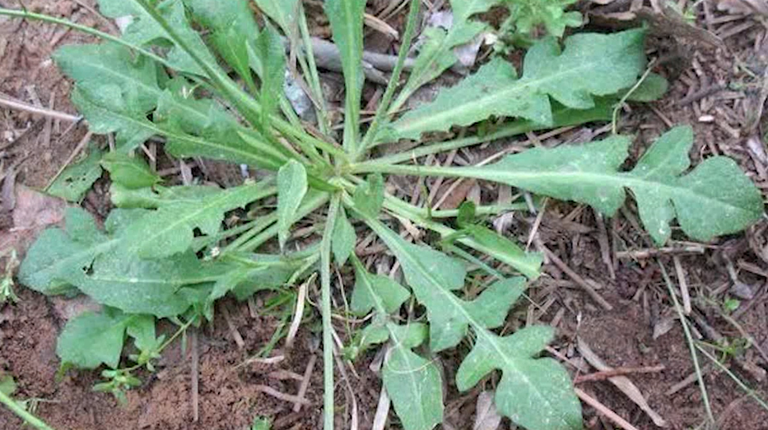 农村这几种野菜,孕妇不能吃,家里要添丁的务必要看看!