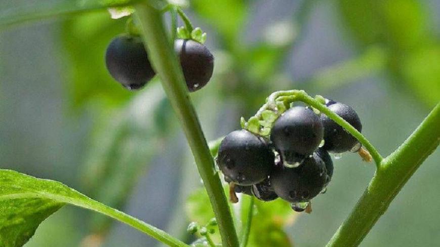 这几种野菜是在农村常见的野菜,如果再见到你还认识吗?你吃过吗