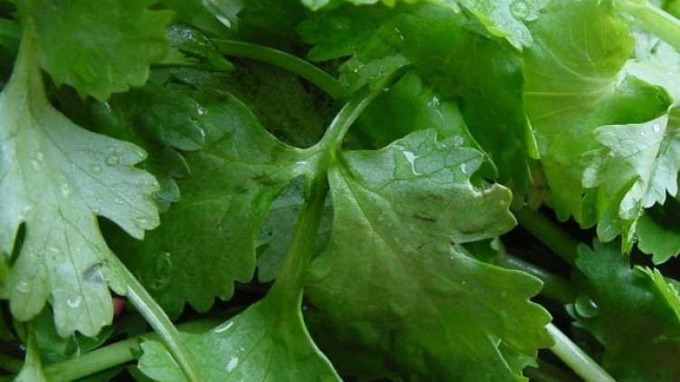 坚持吃这种蔬菜,不仅提高身体免疫力,眼睛也越来越明亮了