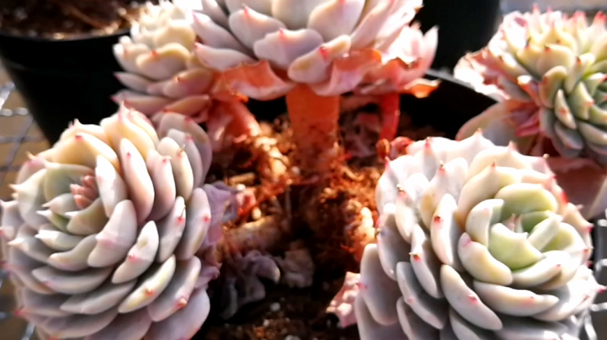 云南开挂区多肉:一大波雪域老桩来袭,令人目不暇接!