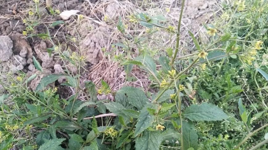 涨知识了!农村这种野菜还有这用处?以前只知道拿它喂猪
