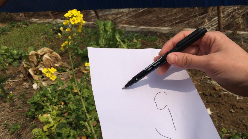 油菜花开了,画两笔,别笑出声!