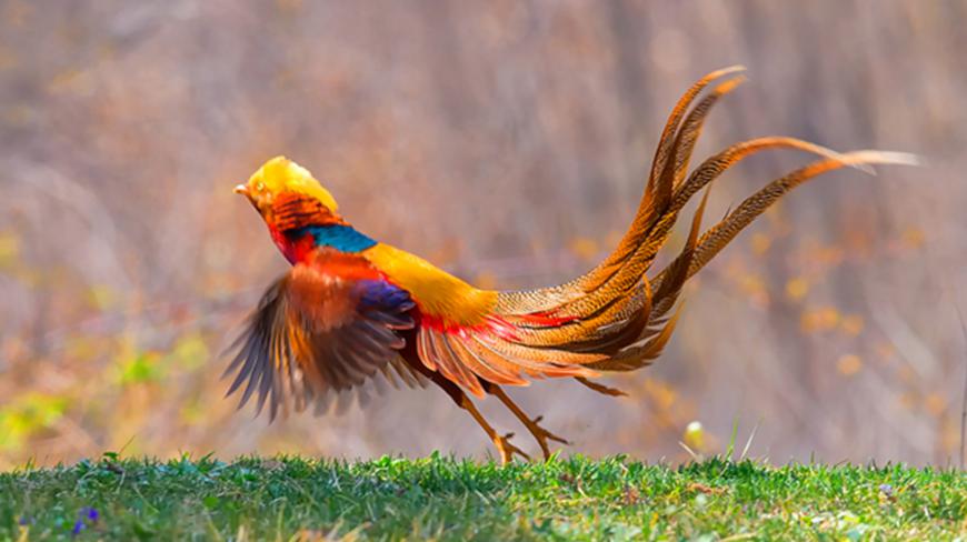 中国独有的红腹锦鸡,它就是传说中凤凰的真实版,像不像?