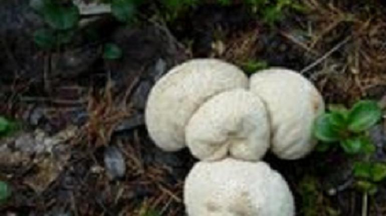 这种植物被农民说是无价之宝,它长得有点像鸡蛋的形状,还能入药