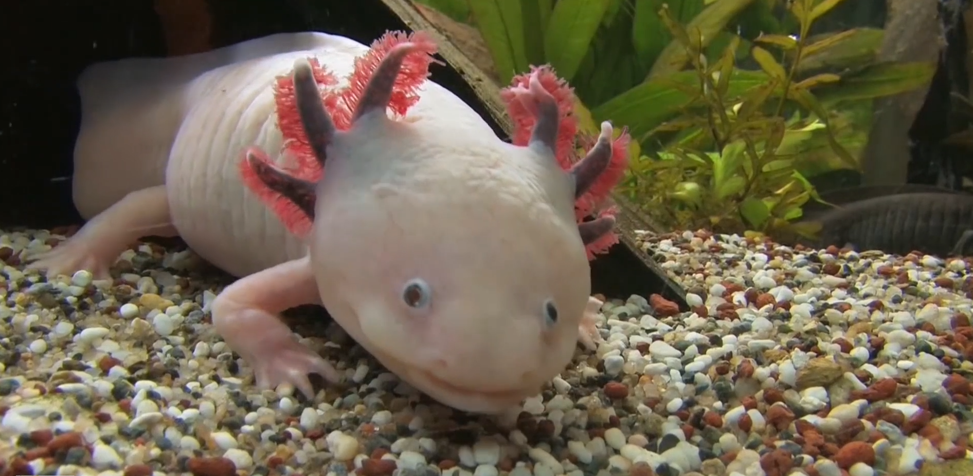 这种鱼的叫声好似婴儿的哭声!这是听名字就令人闻风丧胆!