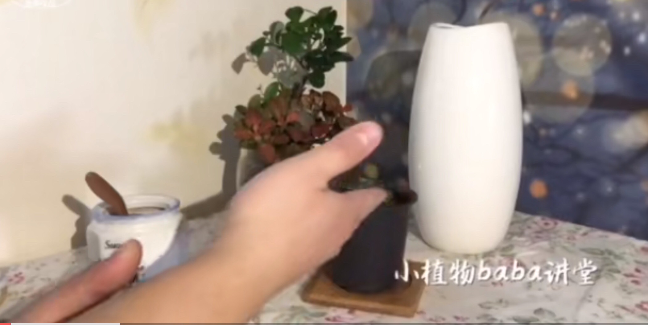 多肉植物 玉露从无根到有根一个多月时间我是这么做的