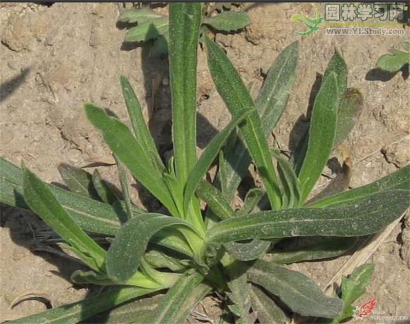 农村这种野菜营养丰富,不仅好吃营养价值还很“高”!你吃过吗?