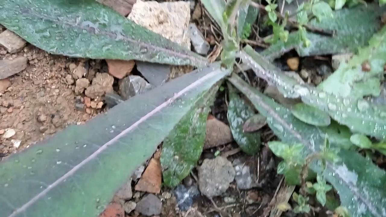 苣荬菜:有清热解毒凉血利湿消肿排脓祛瘀止痛补虚止咳的功效