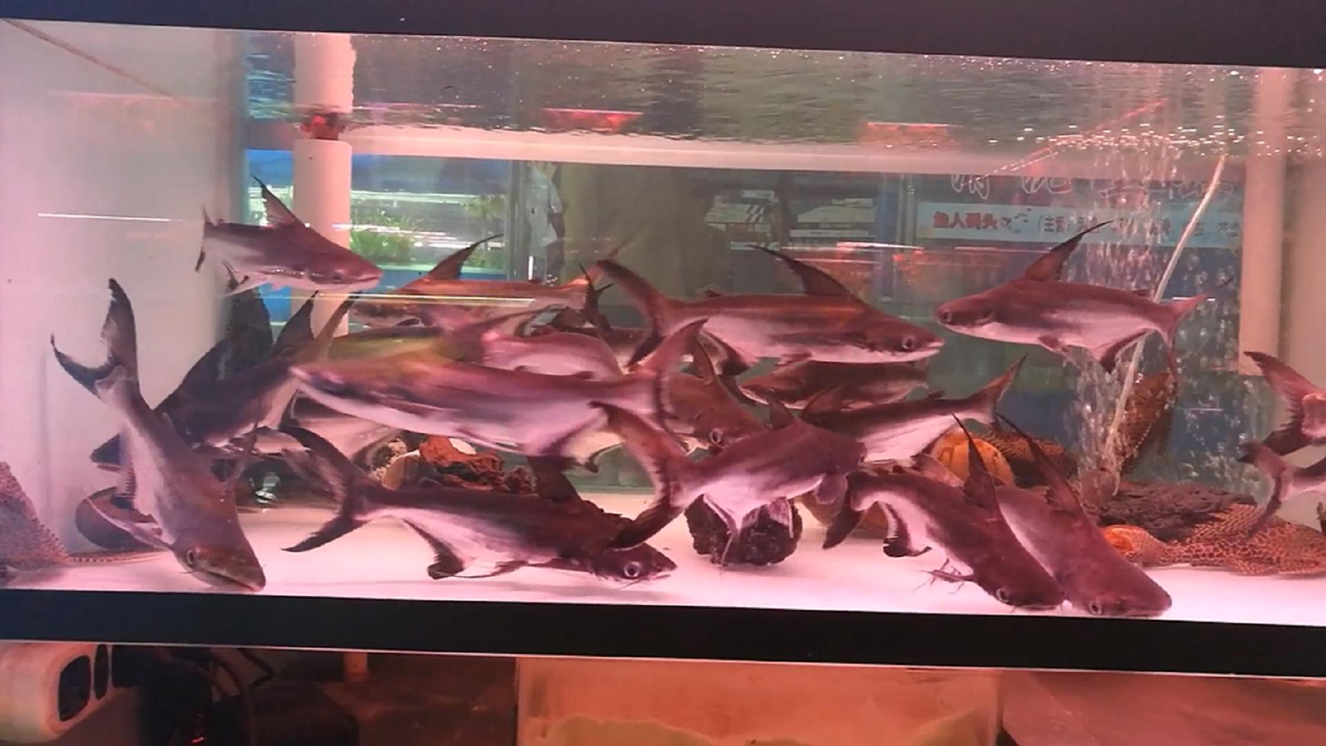 鱼缸养这么多蓝鲨,观赏鱼中的奇葩,水族箱养它还能养小鱼吗?