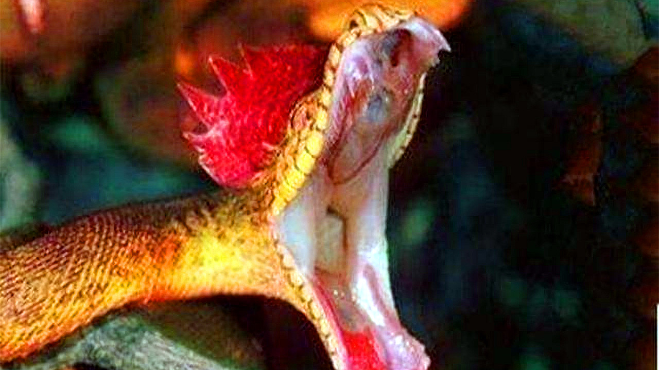 农村不少人见过“鸡冠蛇”,这种动物真的存在吗?