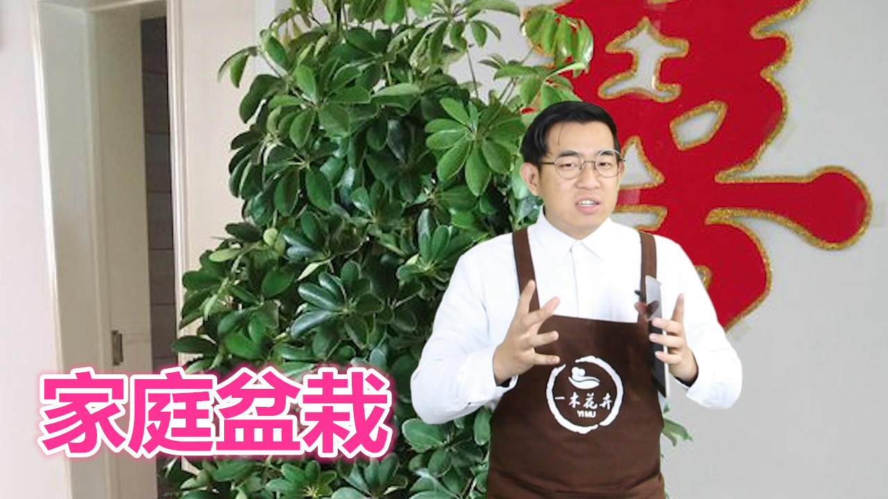 鸭脚木等家庭盆栽绿植,养护基本法则