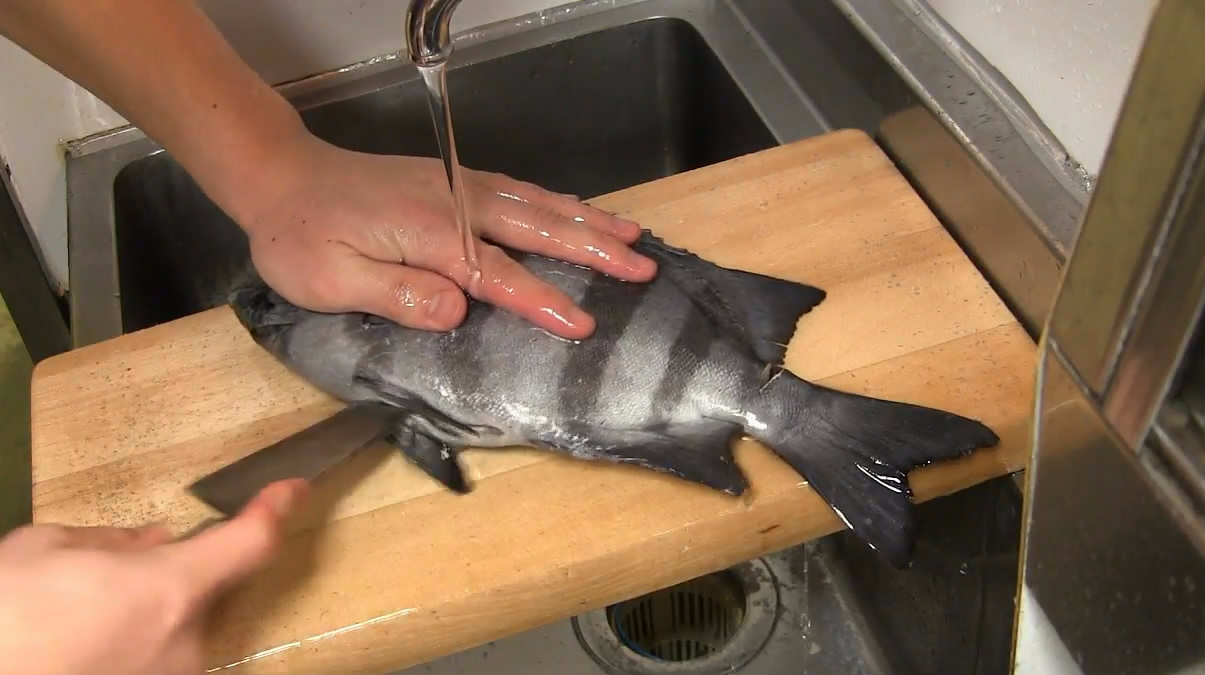 在日本料理店吃石鲷,实拍厨师制作全过程,这吃法还真不习惯