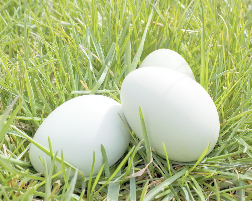 鸡蛋和它在一起,原来可以生发,一个月长出新头发