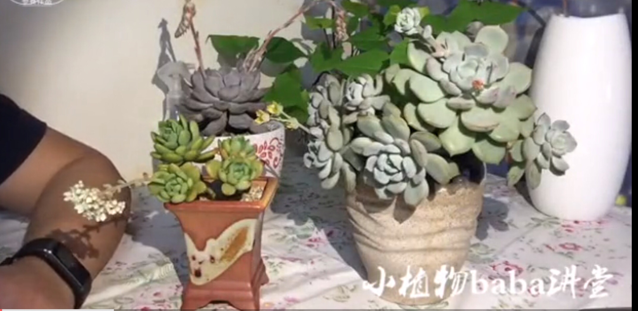 多肉植物开花真的是太美了,独具特色,开花我们完全可以这么做