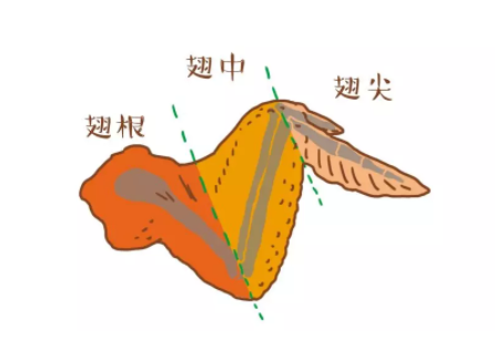 鸡翅血管分布图图片