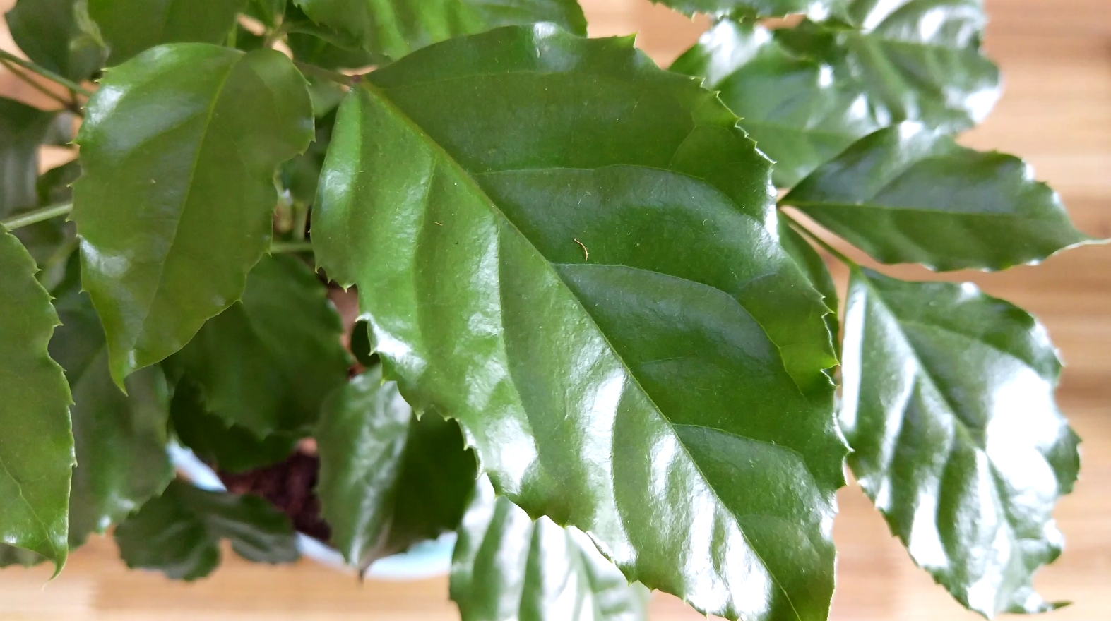 绿宝还是幸福树?简单2招,让你分分钟就辨别出来!