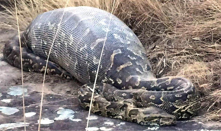 男子以为蟒蛇吃家畜将其解剖!剖开后里面的东西竟然是!