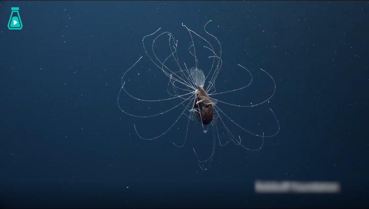 有史以来第一次在海底拍摄到深海琵琶鱼的画面