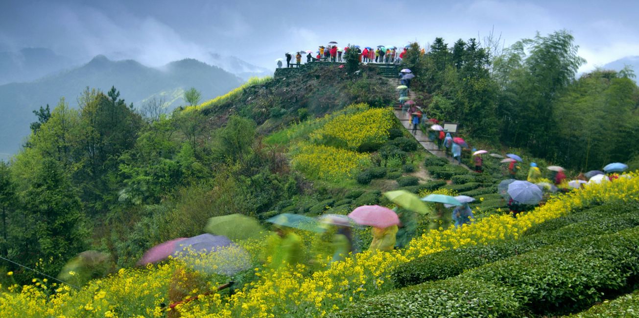 清明回农村多准备几个袋子,这些野菜不要错过,市面上卖得很贵