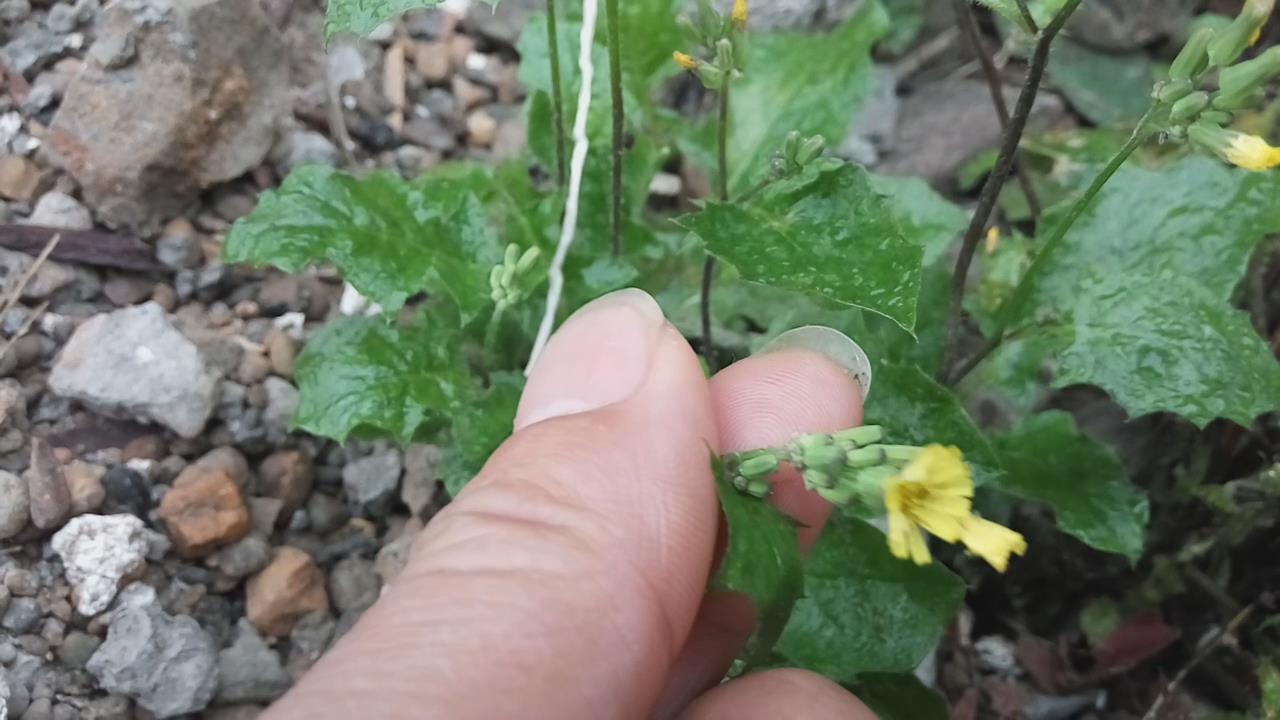 农村这种开黄花的野草,不仅可以吃,还可以用来治疗狂犬咬伤