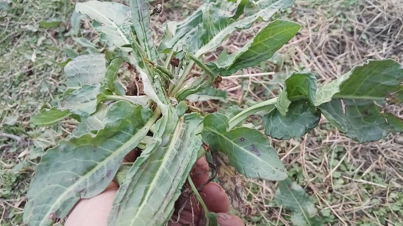在农村喂猪、牛的大叶青草,原来有这么多的药用价值,赶快收藏了