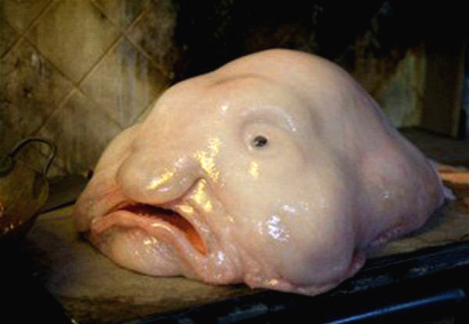 水滴鱼:我虽然丑,但我有毒,请不要吃我!