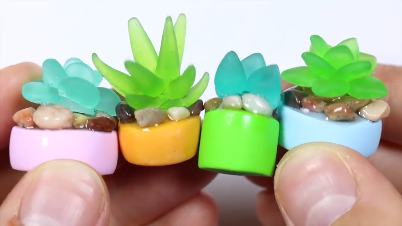 这种透明的多肉你见过吗?便宜又好看,这四个才不到一块钱!