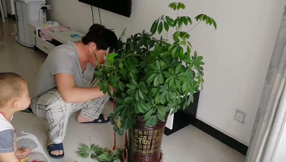 鸭脚木修剪,这样捆绑起来更成才