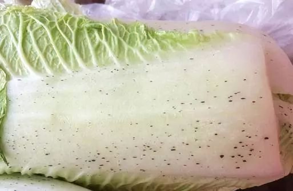 几乎天天吃的大白菜,上面一些黑点到底是什么?看完总算知道了