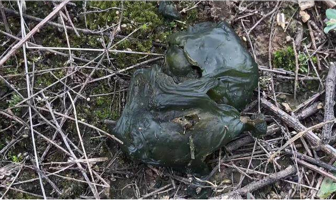 农村这种野菜虽然长得恶心,营养价值竟是紫菜十几倍,你吃过吗?