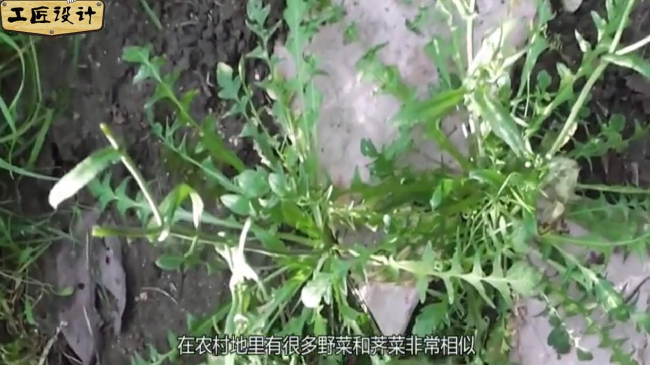 春季到了!挖荠菜的注意了,认错了会中毒