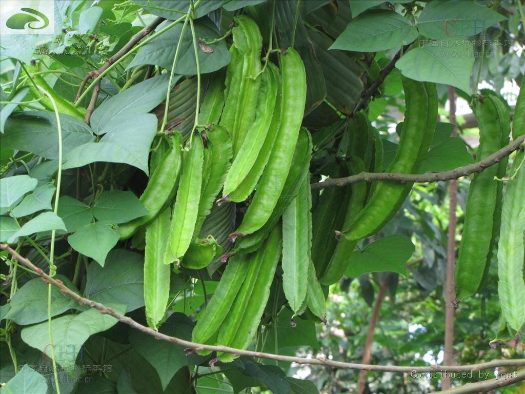 你知道“四棱豆”吗?四棱豆是蔬菜家族的新贵,一亩收入四五万元