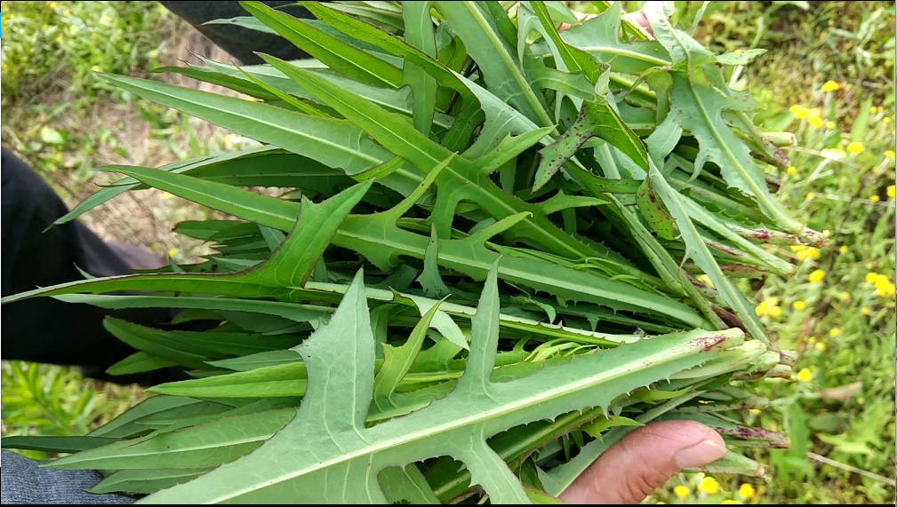 老农在田野边采摘一种野菜,味道很苦,它具有清热解毒的功效