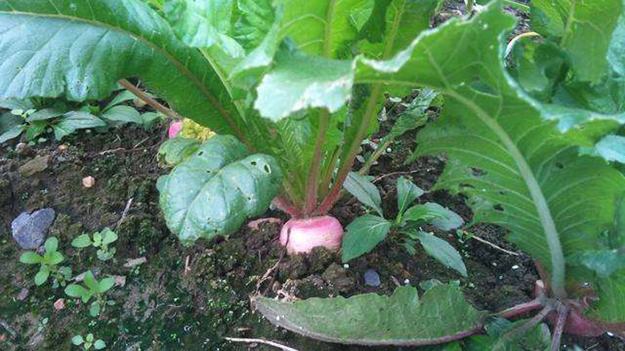 用这种蔬菜叶包饺子,清肺还化痰止咳,可惜被很多人扔掉